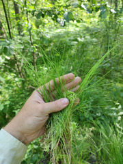 Agrostis canina