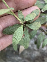 Baccharis sordescens