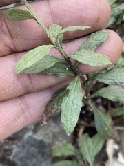 Baccharis sordescens