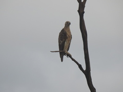 Haliaeetus ichthyaetus
