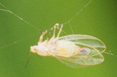 Triozidae