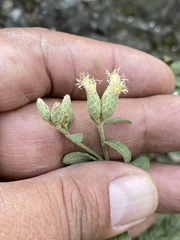 Baccharis sordescens