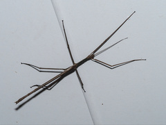 Acrophylla wuelfingi