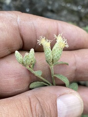 Baccharis sordescens