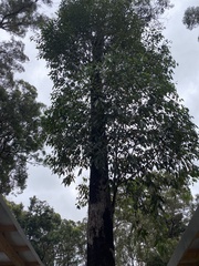 Eucalyptus botryoides