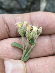 Baccharis sordescens