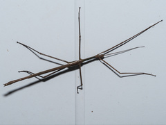 Acrophylla wuelfingi