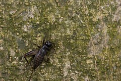 Duolandrevus coulonianus