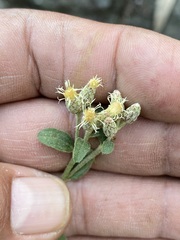 Baccharis sordescens