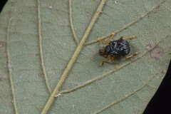 Agomadaranus pardaloides