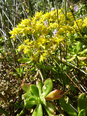 Sedum praealtum