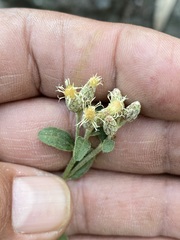Baccharis sordescens