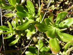 Sedum praealtum