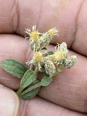 Baccharis sordescens