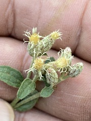 Baccharis sordescens