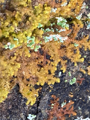 Ptilidium pulcherrimum