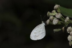 Leptosia nina niobe
