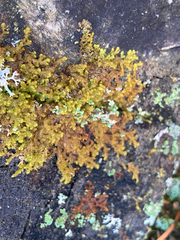 Ptilidium pulcherrimum