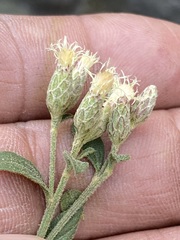 Baccharis sordescens