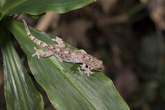 Gekko hokouensis