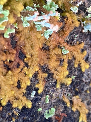 Ptilidium pulcherrimum