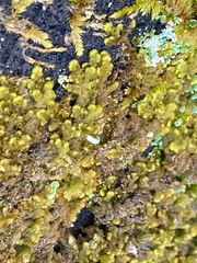 Ptilidium pulcherrimum