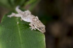 Gekko hokouensis