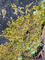 Ptilidium pulcherrimum