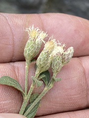 Baccharis sordescens