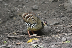 Arborophila brunneopectus