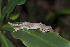 Gekko hokouensis