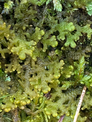 Ptilidium pulcherrimum