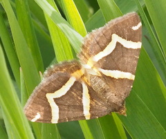 Chrysolarentia oxygona