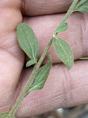 Baccharis sordescens