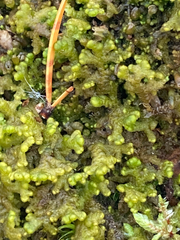 Ptilidium pulcherrimum