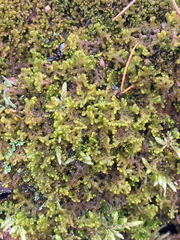 Ptilidium pulcherrimum