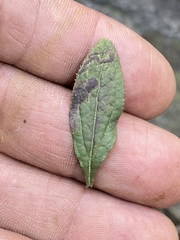 Baccharis sordescens