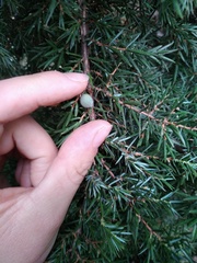 Juniperus communis
