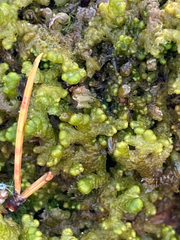 Ptilidium pulcherrimum