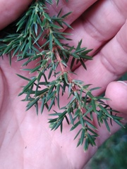 Juniperus communis