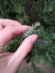 Juniperus communis