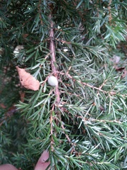 Juniperus communis
