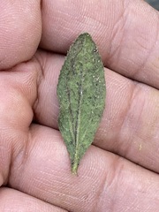 Baccharis sordescens