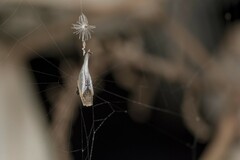 Arachnura