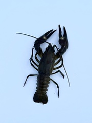 Pacifastacus leniusculus