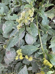 Cuscuta campestris