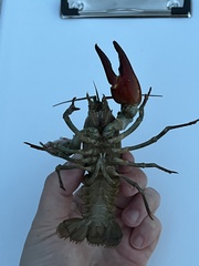 Pacifastacus leniusculus