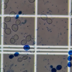 Saccharomyces cerevisiae