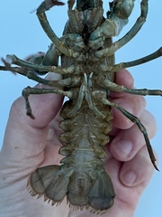 Pacifastacus leniusculus