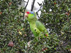Amazona finschi × viridigenalis